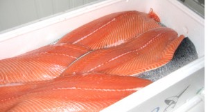 Field trials salmon